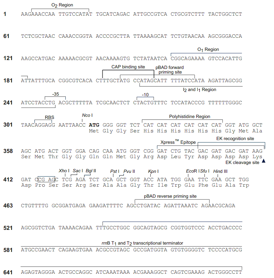 pBAD-His B 载体多克隆位点 点击看大图 pBAD-His B 多克隆位点